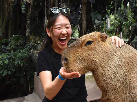 A Dream of Island Adventures and Animal Encounters